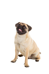 Pug dog isolated on white background