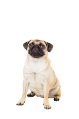Pug dog isolated on white background