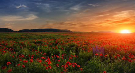 Naklejka na ściany i meble fantastic sunset at the poppies meadow. majestic rural landskape. colorful sky with overcast clouds. picturesque scene. amazing view