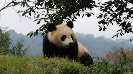Naklejka premium Panda Cubbie on the playground