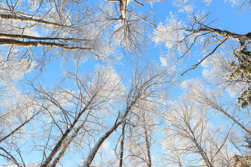 Fototapeta na wymiar Snow covered tree perspective view looking up