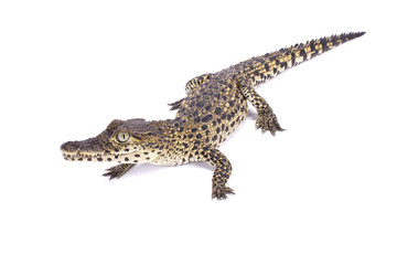 Fototapeta na wymiar Cuban crocodile, Crocodylus rhombifer