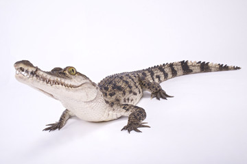 Naklejka premium Philippine crocodile,Crocodylus mindorensis