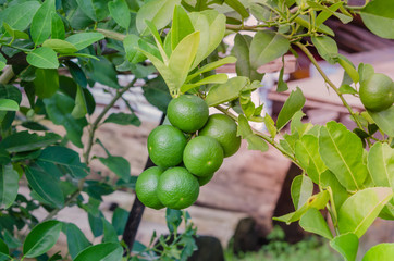 Lime tree with fruits