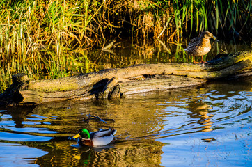 lake river beautiful water scenery worcestershire uk