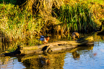 lake river beautiful water scenery worcestershire uk