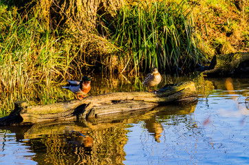 lake river beautiful water scenery worcestershire uk
