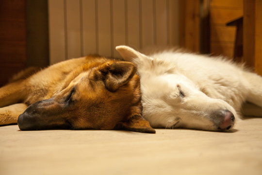 Two dogs sleep together under the table. German Shepherd and Swiss Shepherd. Dark tan and white dog.