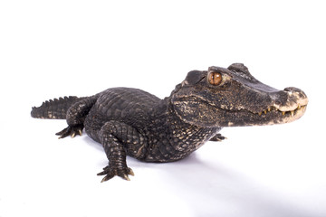 Smooth-fronted caiman,Paleosuchus trigonatus