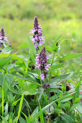Marsh woundwort (lat.Stachys palustris)