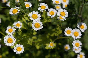 flowers on the field. Chamomile on a background of green grass. Flowers with white petals and yellow heart on a blurred green background.  