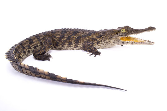 Nile crocodile,Crocodylus niloticus