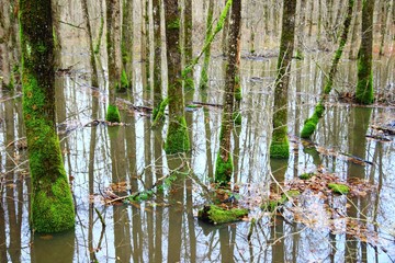 Flood in forest
