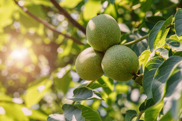 Walnuts are still not ripe, in the green shell on the tree