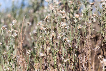 Dry prickly plant in nature