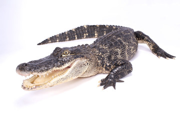 Obraz premium American alligator,Alligator mississippiensis