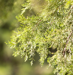 green fir tree in nature