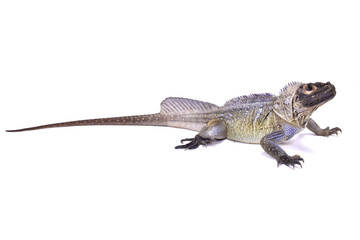 Philippine sailfin lizard, Hydrosaurus pustulatus