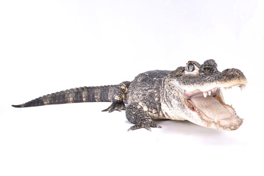 Chinese alligator, Alligator sinensis