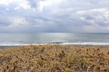 海岸に広がる冬の草原