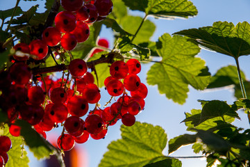 Branch of red currants in the garden.  in the morning sun