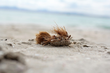 Balls of fibrous material on the beach