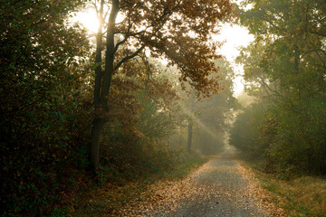 Obraz premium Autumn trail