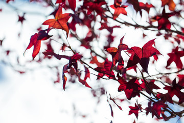 Autumn leaves changing color during October - November for fall