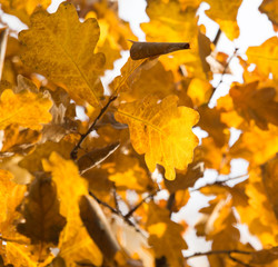 Naklejka na ściany i meble the leaves on the tree in nature in autumn