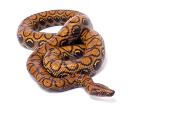 Brazilian rainbow boa, Epicrates cenchria cenchria