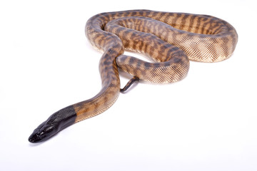 Fototapeta premium Black-headed python, Aspidites melanocephalus