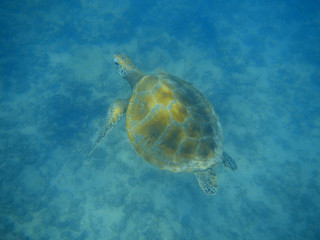 Obraz premium Wasserschildkröte