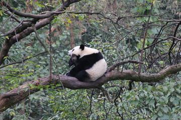 Panda Cubbie on the tree