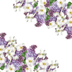 Beautiful floral background with lilac and white narcissus 