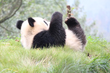 Obraz premium Panda Cubbie on the Playground