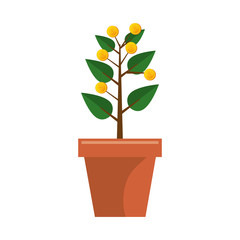 money plant with coins vector illustration design