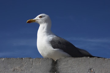Marokko, Möwe am Hafen von Essaouira