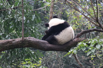 Panda Cubbie on the tree
