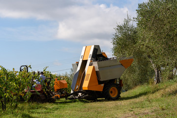 Weinpflückmaschine bei der Weinernte in der Toskana