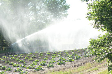 plants being watered at farm