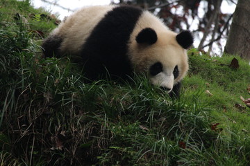 Panda Cubbie on the Playground