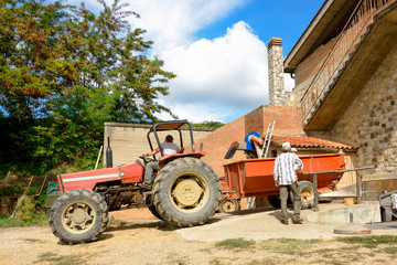 Fototapeta premium Traktor Anlieferung der Trauben zur Weinkellerei