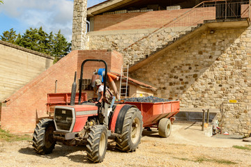 Traktor liefert Trauben zum Winzer © penofoto.de