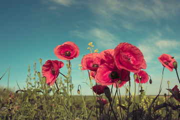 closeup fresh, red flowers poppy  on the green field, in the sunlight. on the perfect blue sky background. majestic rural landscape. Retro and vintage style, Instagram toning effect.