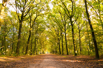 Dirt road with tree trunks in autumn, Netherlands
