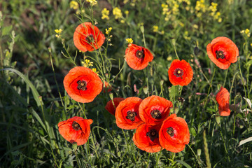 picturesque scene. closeup fresh, red flowers poppy  on the green field, in the sunlight.  rural landscape. natural creative picture