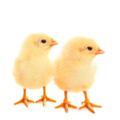 two young chicks on white background