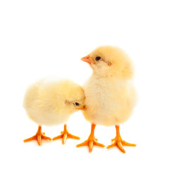two young chicks on white background