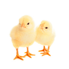 two young chicks on white background