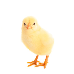 Little chicken isolated on white